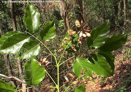 Hongay oil tree(Pongamia pinnata (L.) Pierre)